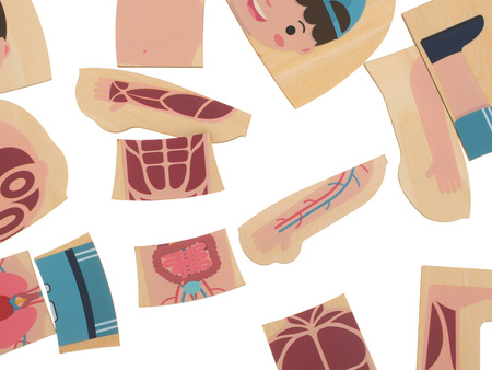 Drewniane puzzle edukacyjne dla dzieci warstwowe Budowa ciała Anatomia człowieka Montessori chłopiec