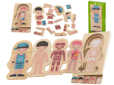 Drewniane puzzle edukacyjne dla dzieci warstwowe Budowa ciała Anatomia człowieka Montessori chłopiec